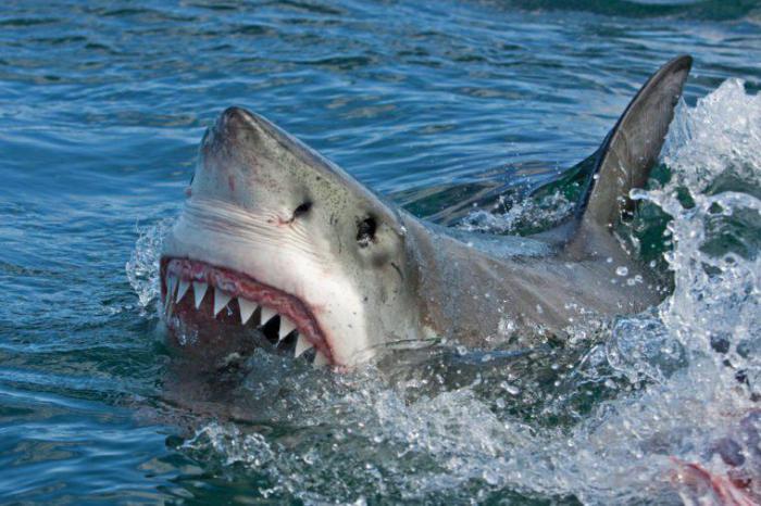далеко не каждая акула свирепый хищник