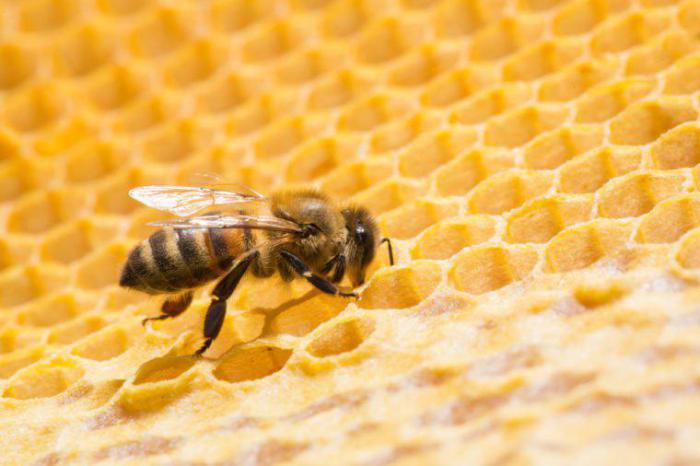 пчелы не работают во время дождя