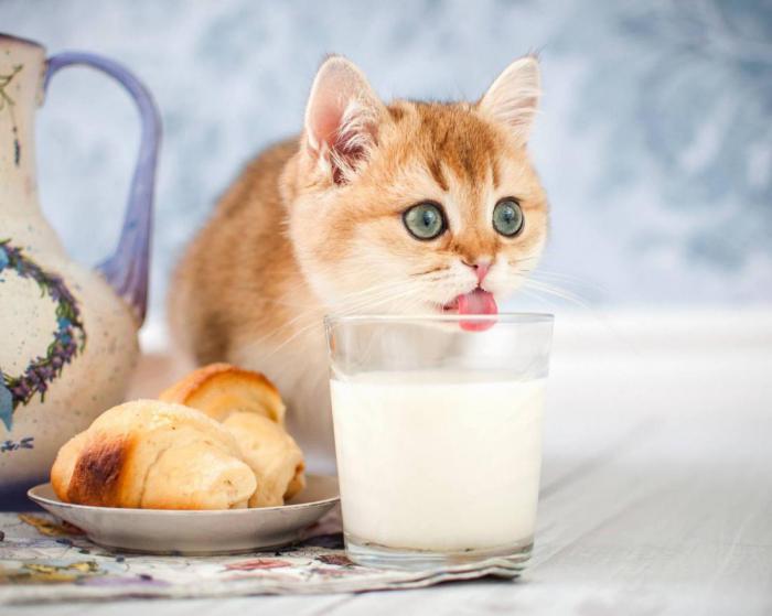 Мифы о кошках и молоке