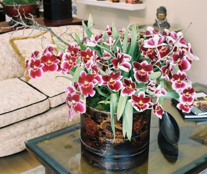 орхидея в доме