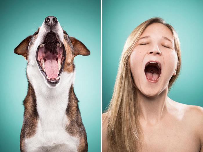 эмоции собак и их хозяев