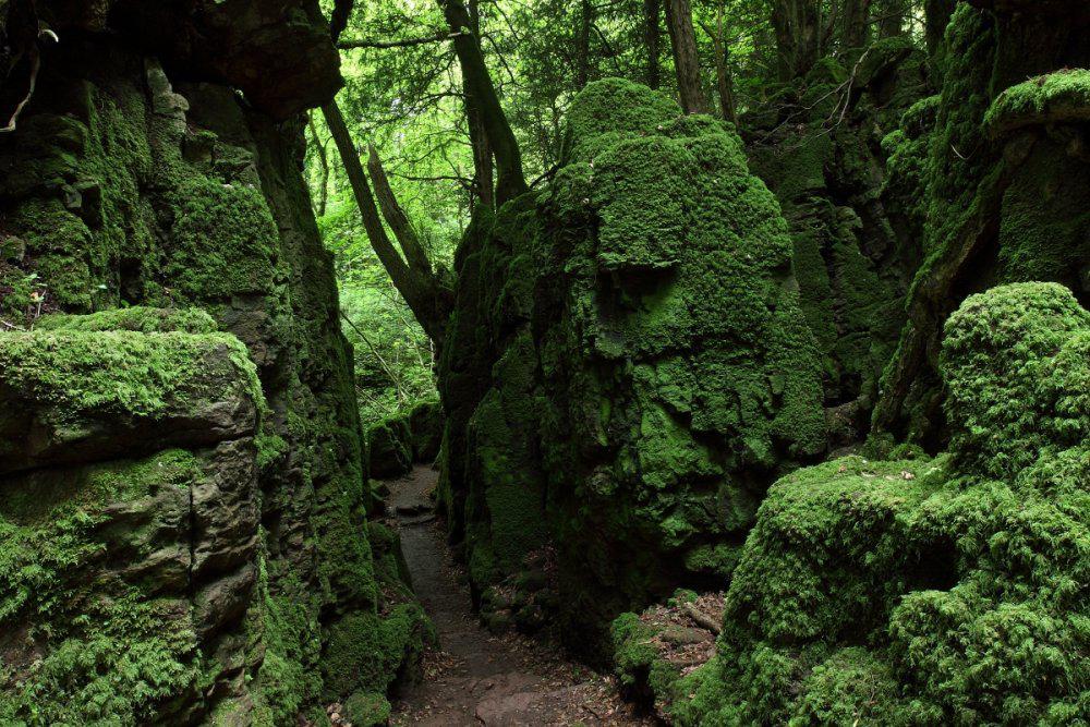 Загадочный лес Пазлвуд - место, вдохновившее Толкина на создание Средиземья
