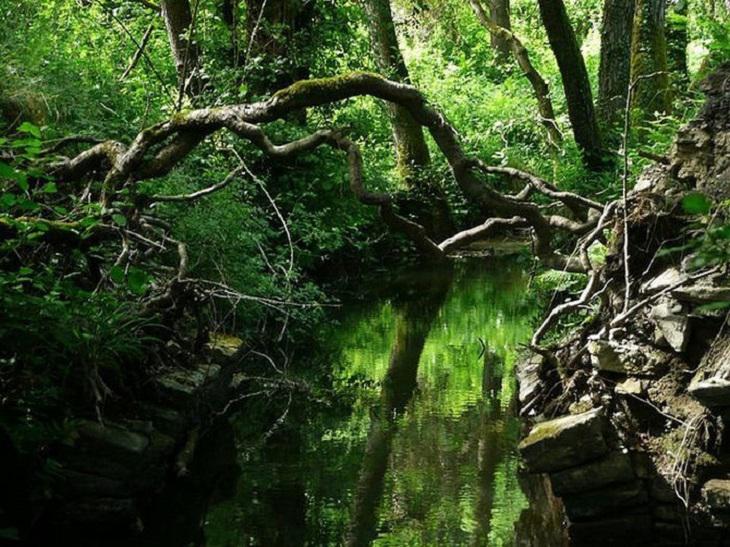 Загадочный лес Пазлвуд - место, вдохновившее Толкина на создание Средиземья