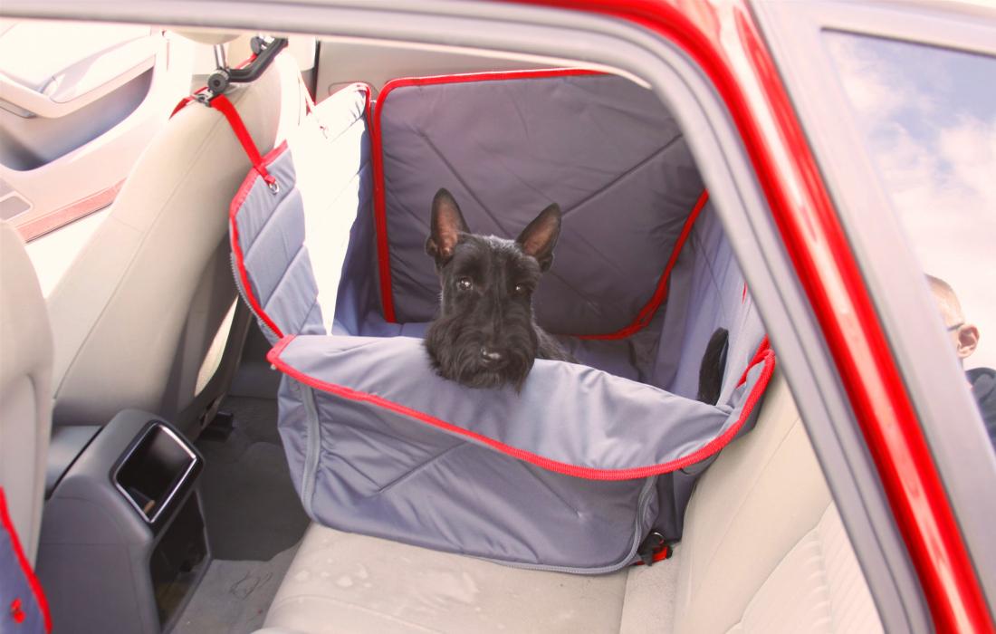 Путешествие с собакой на машине: о чем обязательно нужно знать владельцу
