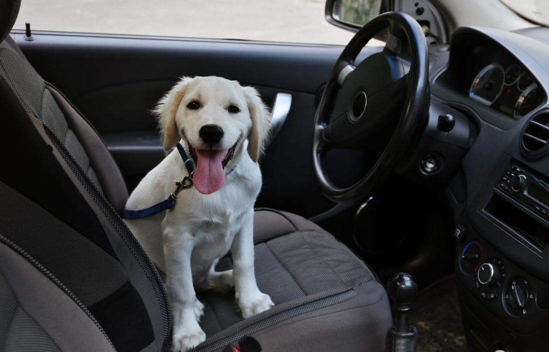 Путешествие с собакой на машине: о чем обязательно нужно знать владельцу