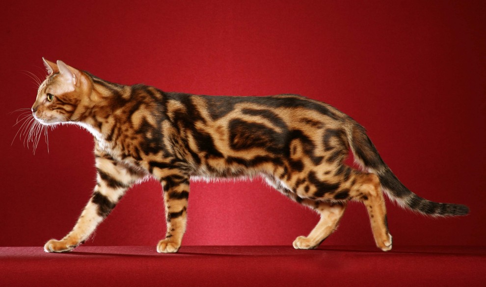 бенгальская кошка до каких размеров вырастает