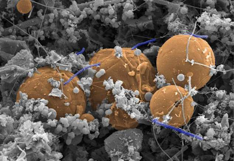 Ученые обнаружили, что 70 процентов бактерий на планете живут под землей