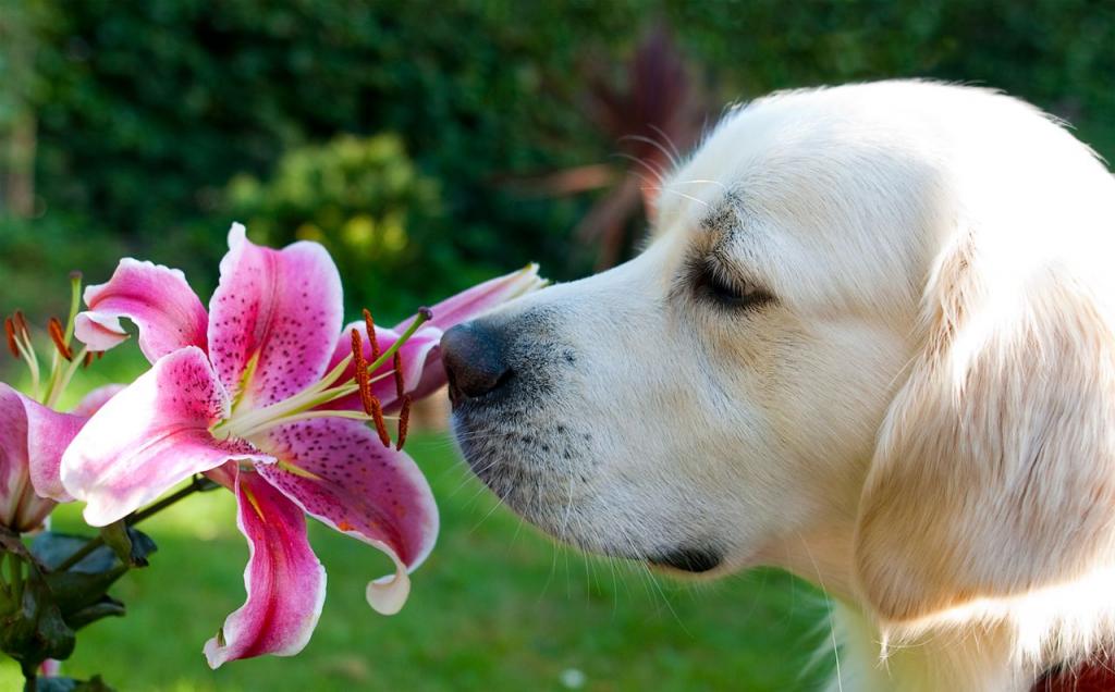 Как человек использует запахи, украденные им у животных