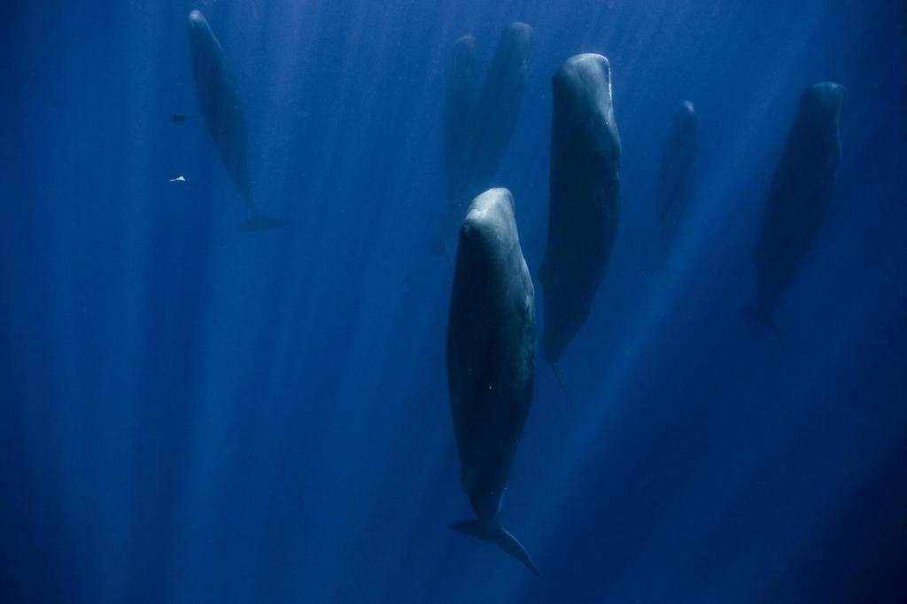 Как спят киты? Профессиональный подводный фотограф сделал потрясающие снимки