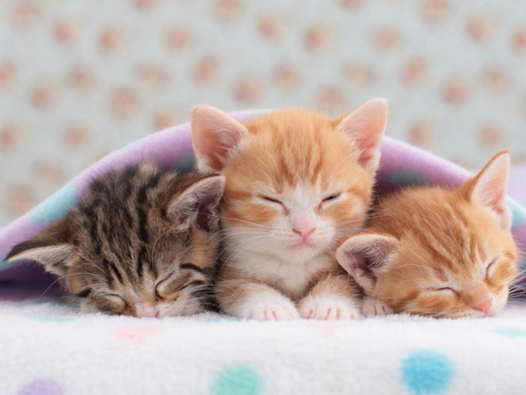 Что снится кошкам? Интересная теория