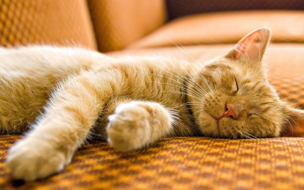 Что снится кошкам? Интересная теория