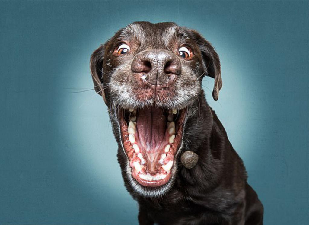 Позирование их призвание: смешные фото собак, которые пытаются поймать угощение