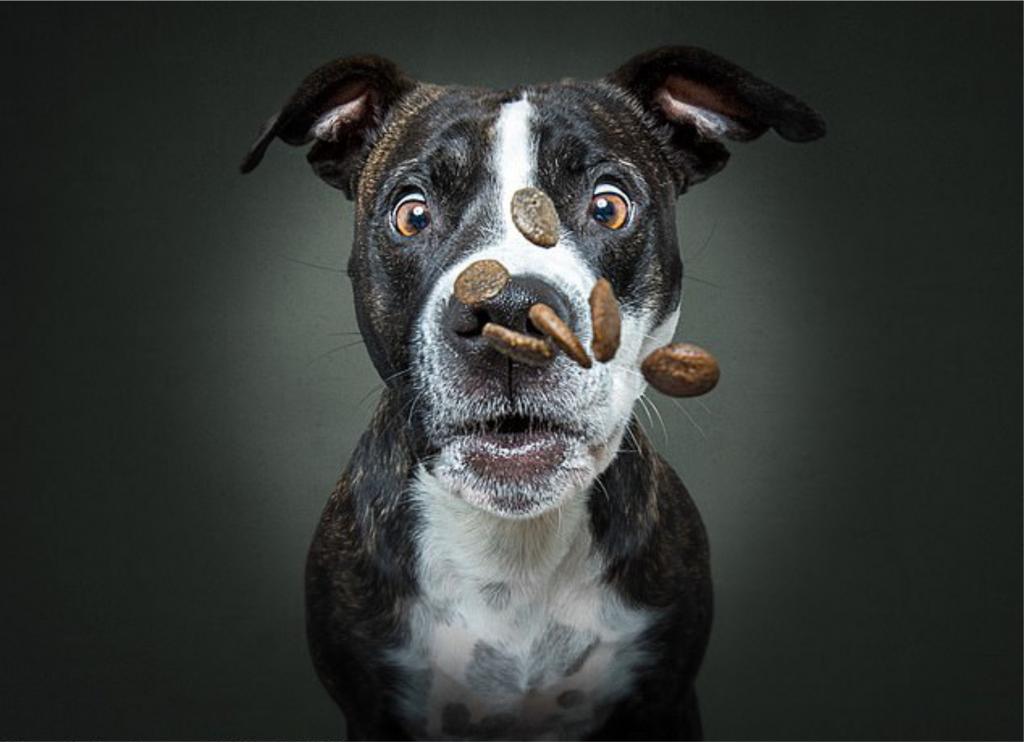 Позирование их призвание: смешные фото собак, которые пытаются поймать угощение