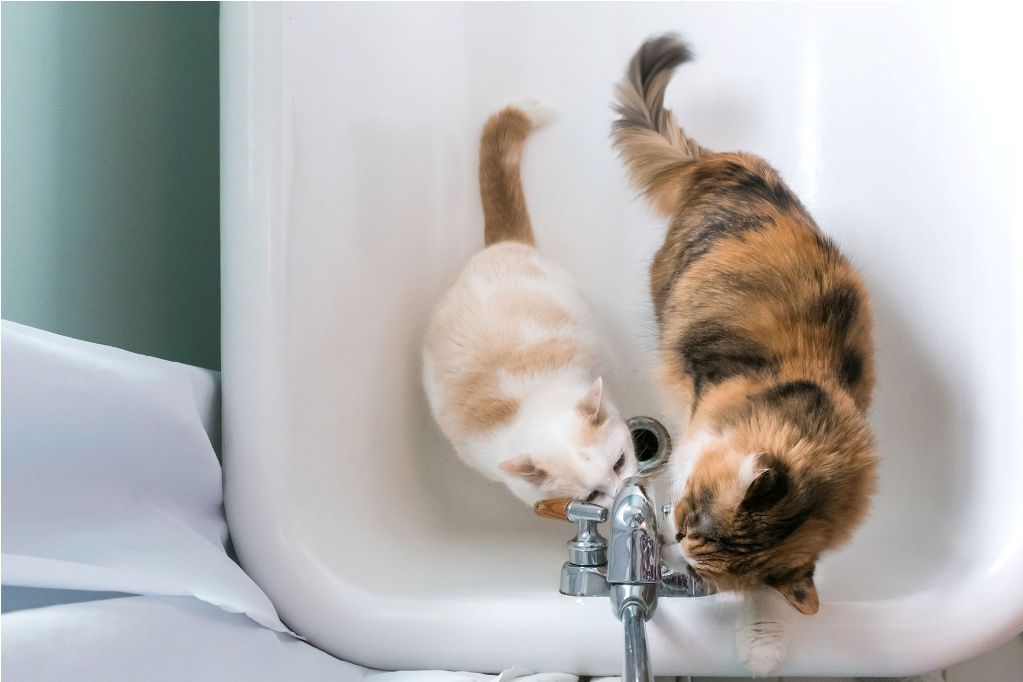 Почему кошки любят пить воду из-под крана