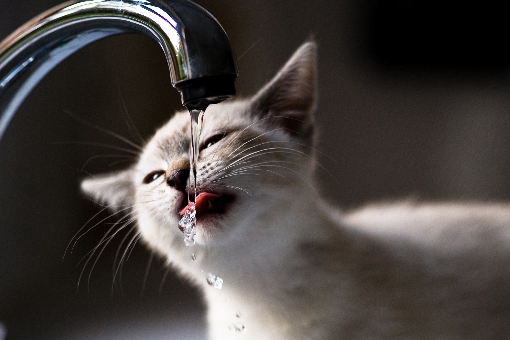 Почему кошки любят пить воду из-под крана