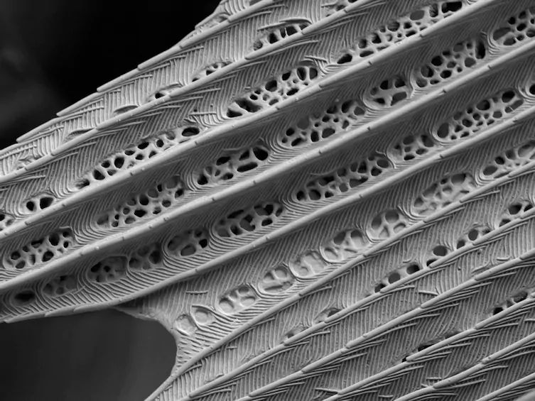 Зубастый пингвин и личинка под микроскопом: привычные вещи могут казаться пугающими (фото)