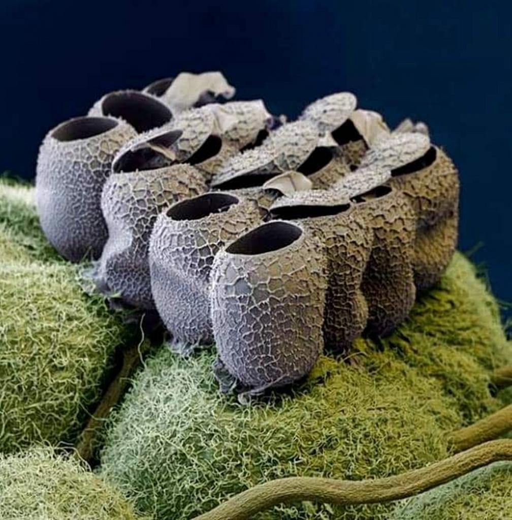 Зубастый пингвин и личинка под микроскопом: привычные вещи могут казаться пугающими (фото)