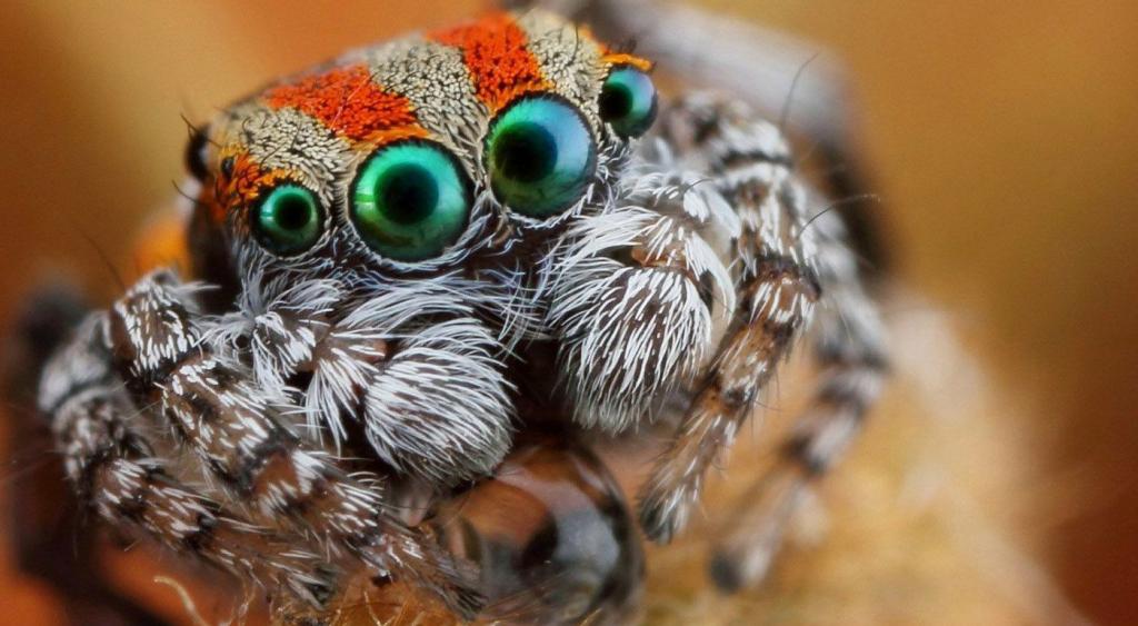 Почему на самом деле мы боимся пауков: 7 реальных причин