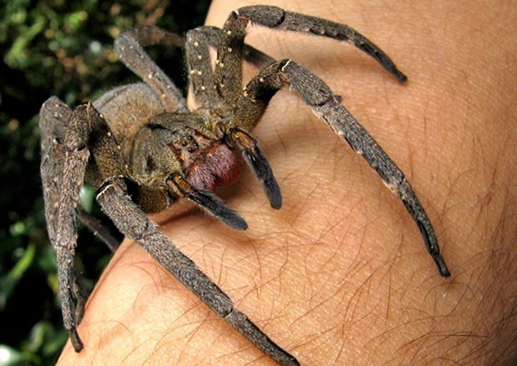 Почему на самом деле мы боимся пауков: 7 реальных причин