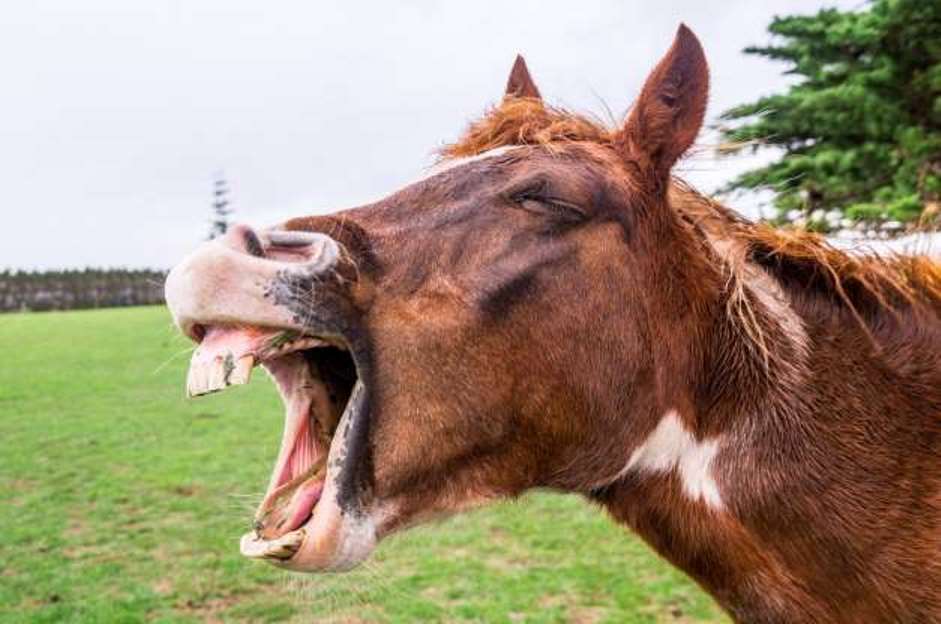 Стоп-кадр: забавные фотографии животных, которые поднимут настроение