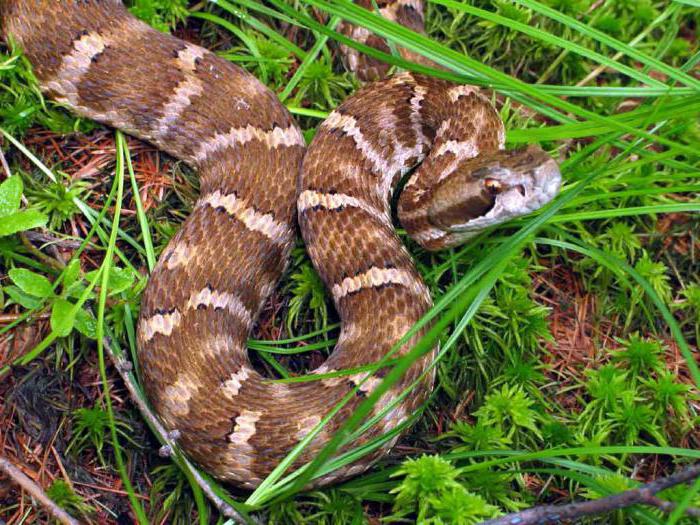Самые опасные и ядовитые змеи России. Где и как они зимуют?