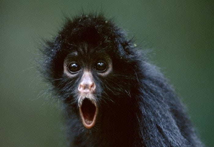 Непередаваемые эмоции: фото животных, которые умеют эпично удивляться