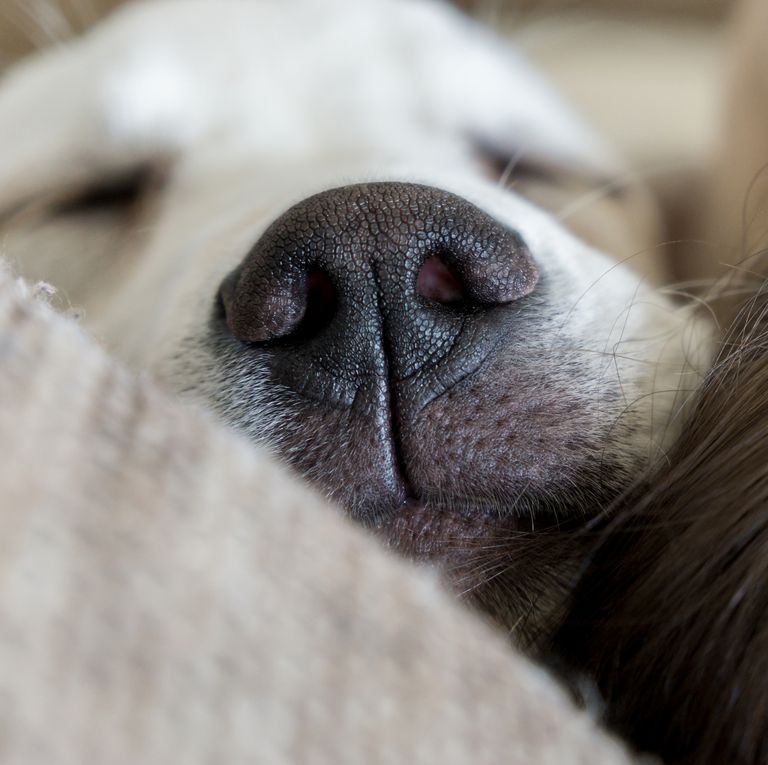 Почему женщины предпочитают спать со своими собаками? (видео)