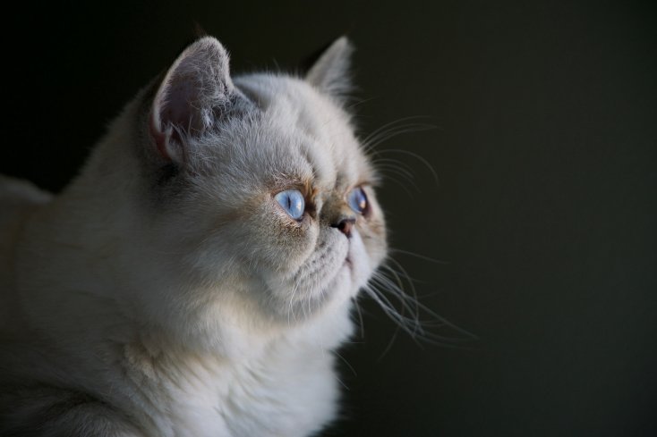 Серьезные заболевания, которые передаются от кошек человеку: симптомы