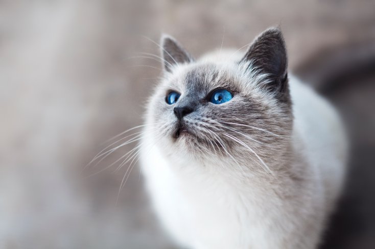 Серьезные заболевания, которые передаются от кошек человеку: симптомы