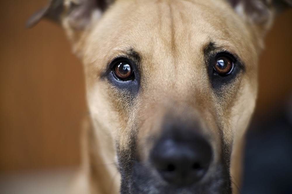 6 распространенных мифов о собаках, в которые многие люди верят до сих пор