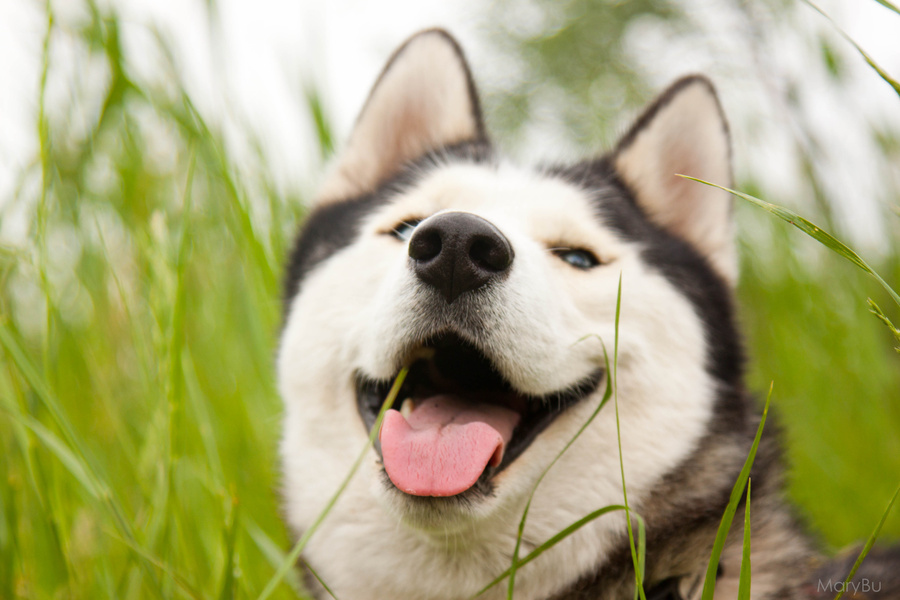 6 распространенных мифов о собаках, в которые многие люди верят до сих пор