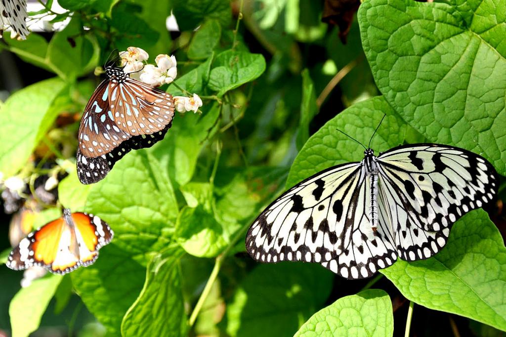 Прелести экотуризма в Гондурасе: на местной ферме разводят более 40 видов тропических бабочек