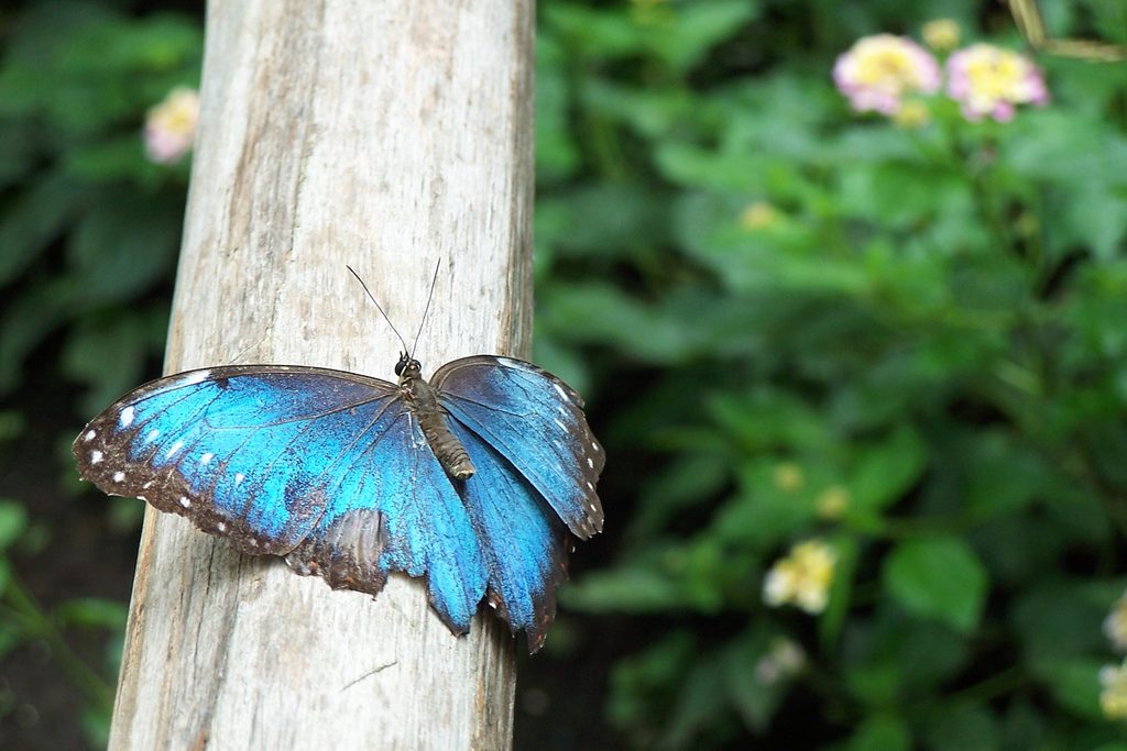 Прелести экотуризма в Гондурасе: на местной ферме разводят более 40 видов тропических бабочек