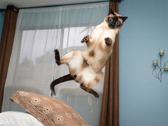 Коты в момент похищения НЛО: забавная фотоподборка