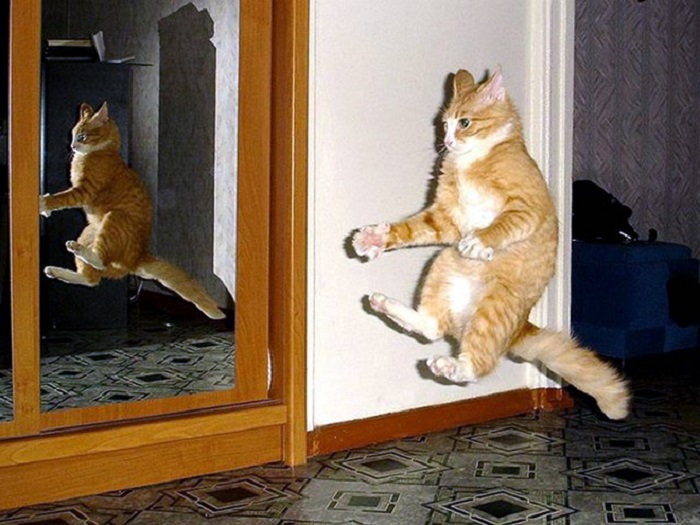 Коты в момент похищения НЛО: забавная фотоподборка