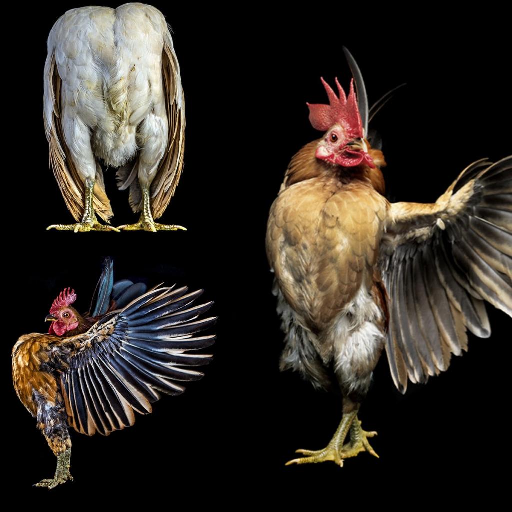 Необычный конкурс красоты: оригинальные фото куриц, сделанные фотографом Эрнестом Го