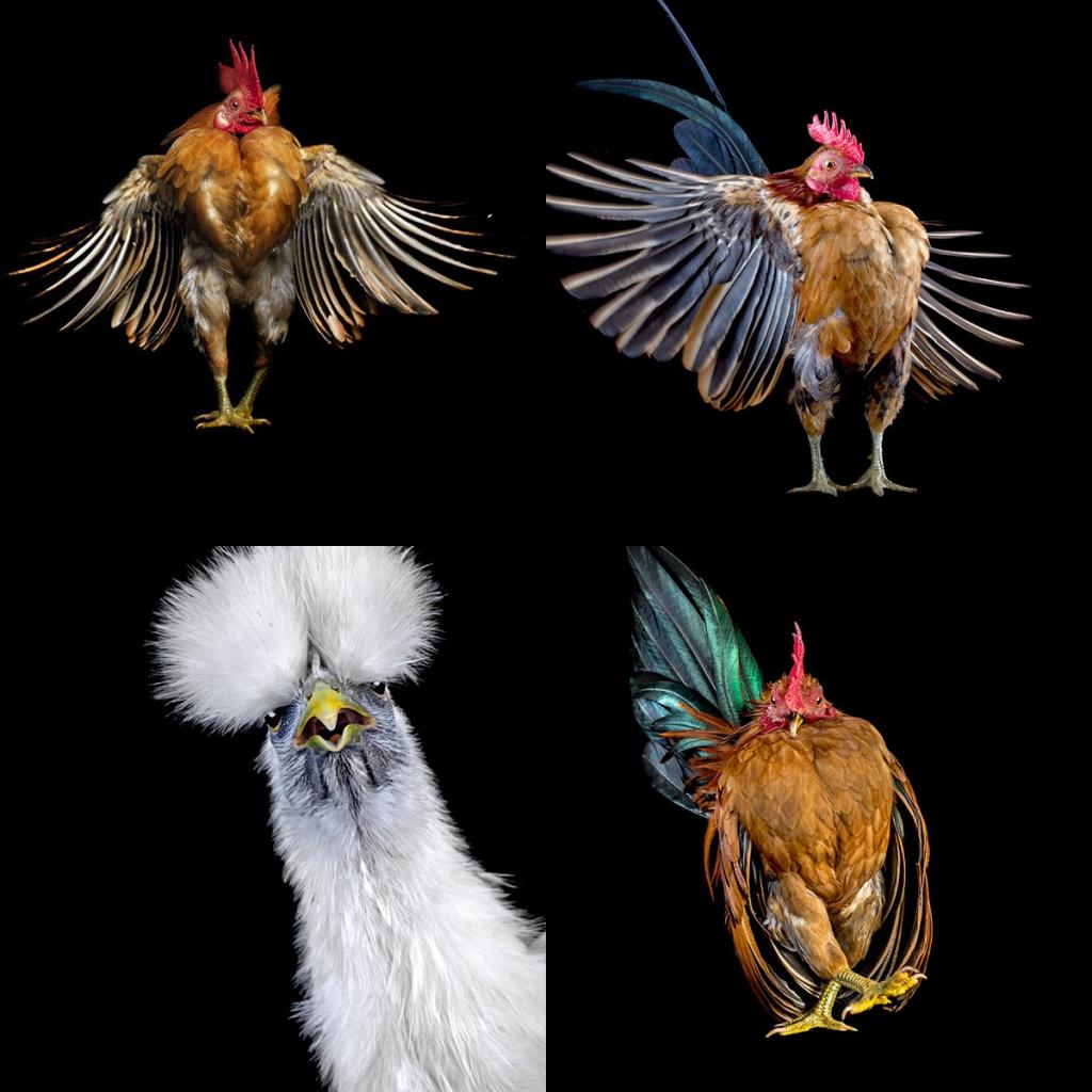 Необычный конкурс красоты: оригинальные фото куриц, сделанные фотографом Эрнестом Го