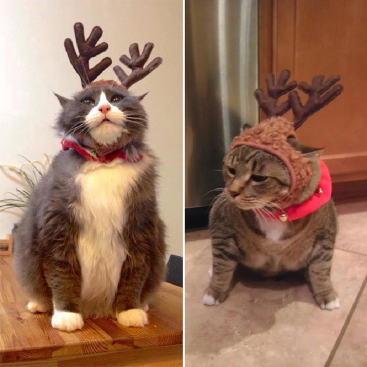 Домашние животные, которые действительно любят Рождество: необычные фото