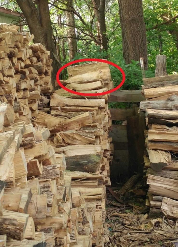 Проверка внимательности: среди дров спрятался кот. Где он?