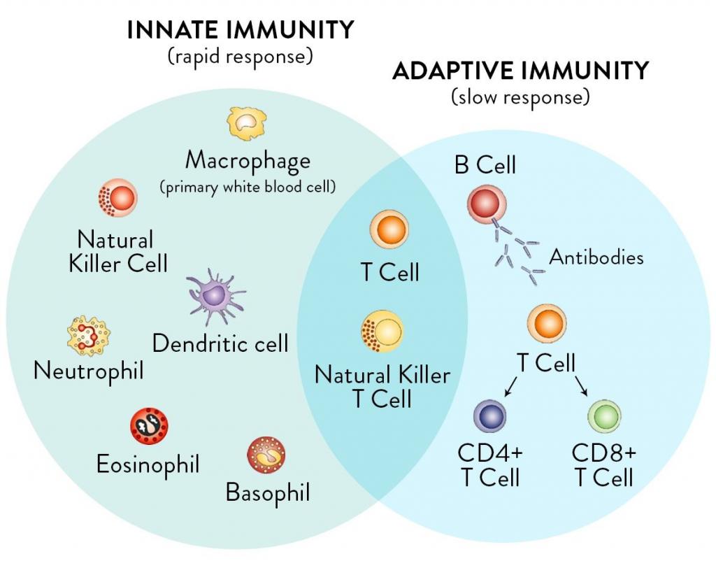 5 жизненных уроков для укрепления вашего иммунитета