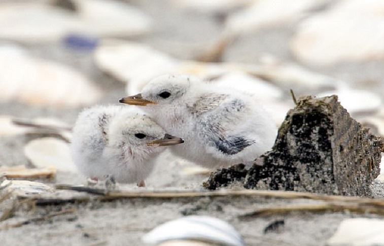 Трогательные фото: две крошечные крачки прижимаются к своей матери, спасаясь от холода