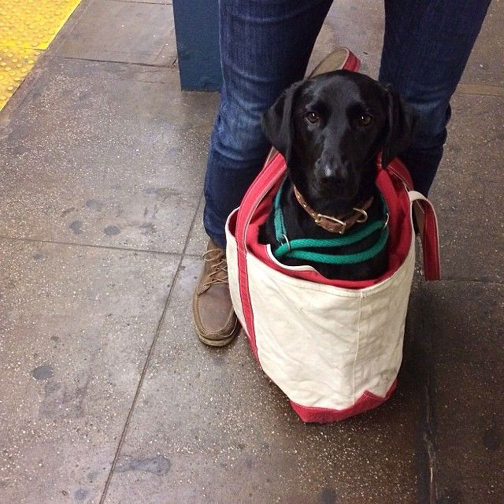 Владельцы собак провозят их "контрабандой" в метро: история в фотографиях