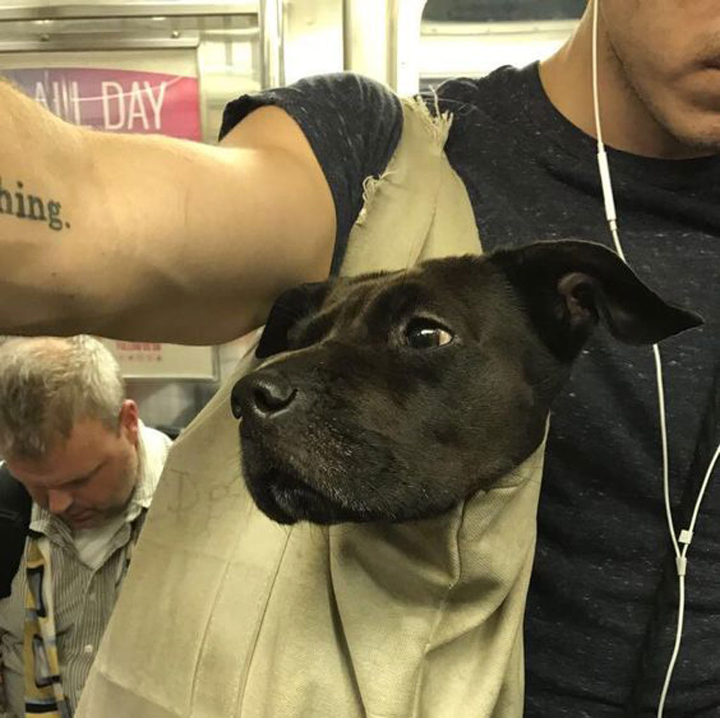 Владельцы собак провозят их "контрабандой" в метро: история в фотографиях