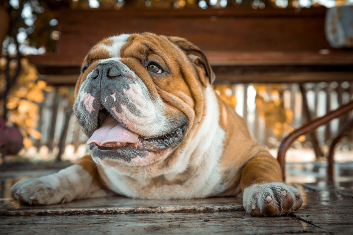10 популярных пород собак, которые подвержены серьезным проблемам со здоровьем