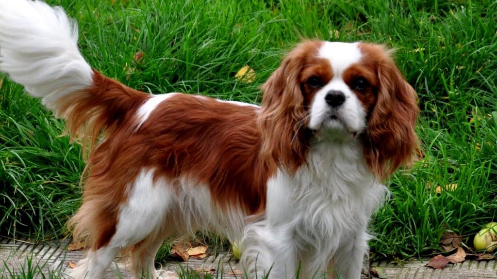 10 популярных пород собак, которые подвержены серьезным проблемам со здоровьем