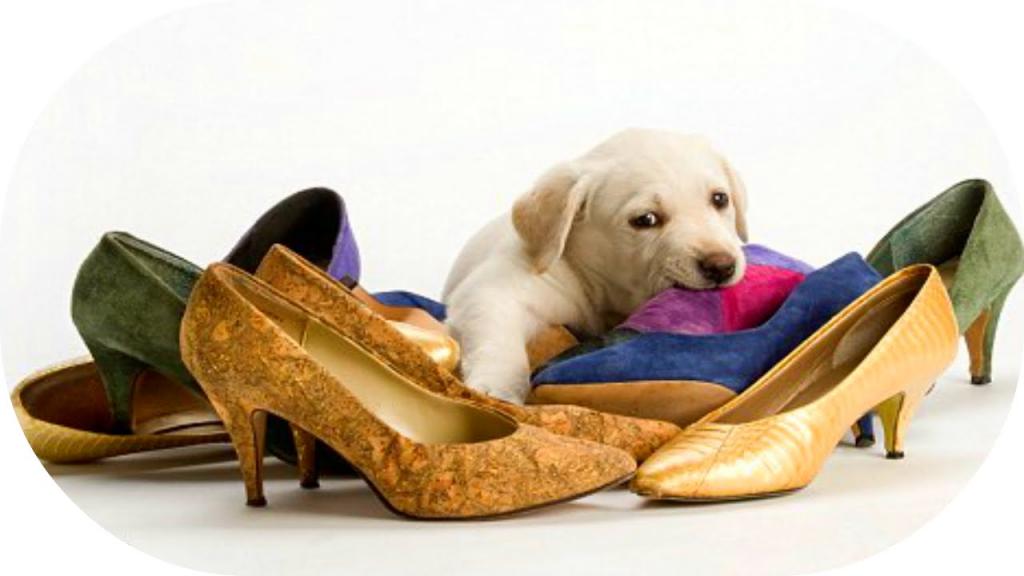 Основные причины, по которым собаки любят грызть ботинки своих хозяев. Методы, помогающие отучить питомцев от вредной привычки