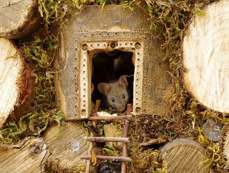 Фотограф нашел мышей в своем саду и устроил им очаровательную фотосессию