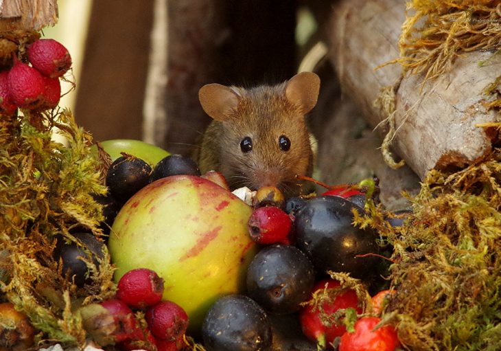 Фотограф нашел мышей в своем саду и устроил им очаровательную фотосессию