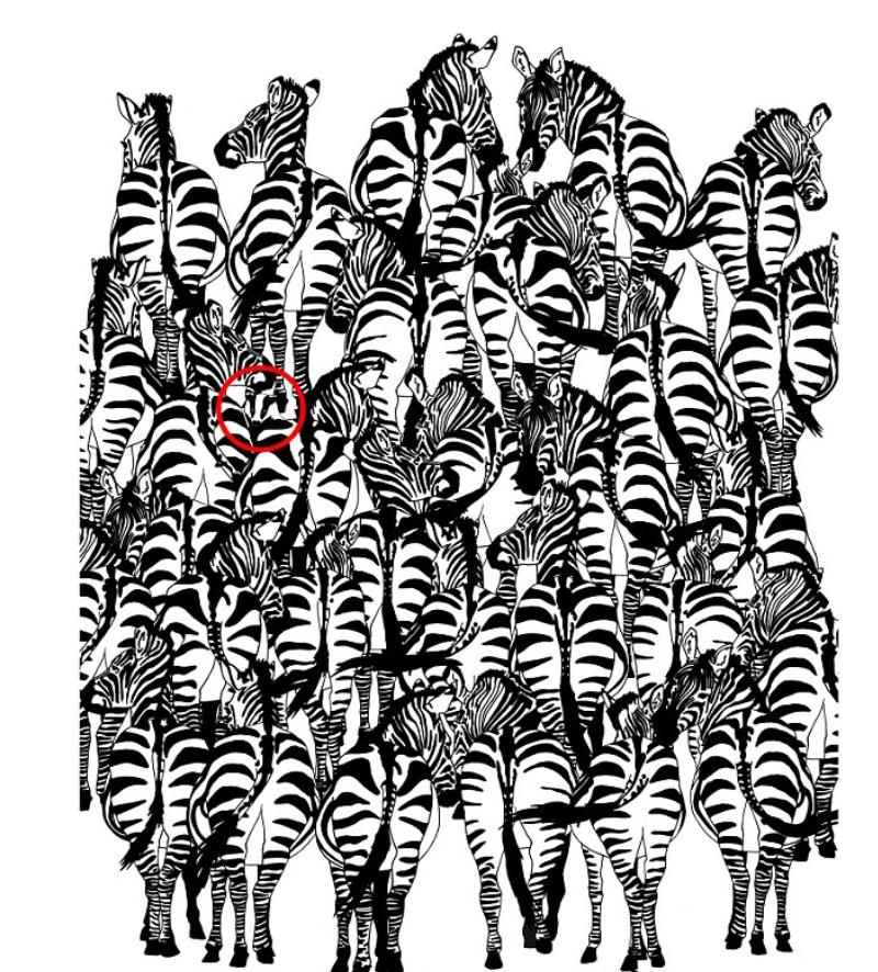 Тест для глазастых: где среди зебр спрятался скунс?