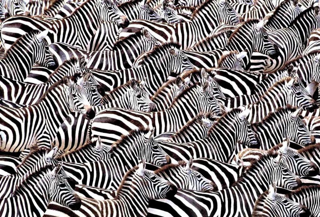 Тест для глазастых: где среди зебр спрятался скунс?